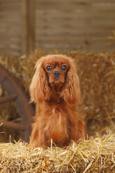 Cavalier King Charles Spaniel sitzend im Heu - HTF000055