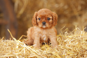 Cavalier King Charles spaniel puppy sitting at hay - HTF000059