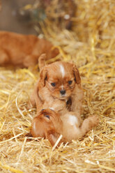 Zwei Cavalier King Charles Spaniel Welpen spielen im Heu - HTF000063