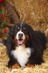 Berner Sennenhund im Heu liegend - HTF000064