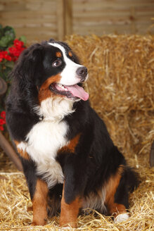 Berner Sennenhund im Heu sitzend - HTF000066