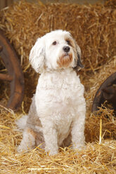 Tibetischer Terrier im Heu sitzend - HTF000113