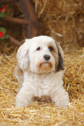 Tibetan Terrier lying at hay - HTF000116