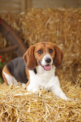 Beagle lying at hay - HTF000069