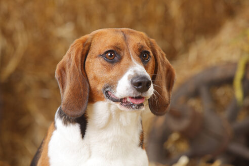Porträt eines Beagles, Nahaufnahme - HTF000120