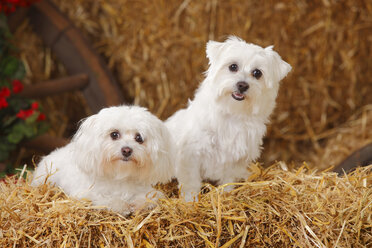 Two Maltese sitting at hay - HTF000003