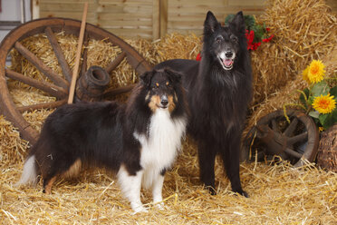 Sheltie, Shetland Sheepdog und Groenendael, Belgischer Schäferhund stehen im Heu - HTF000078