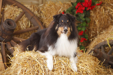 Sheltie, Shetland Sheepdog liegend im Heu - HTF000082