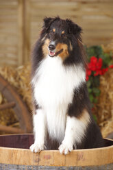 Sheltie, Shetland Sheepdog stehend in einer Wanne - HTF000084