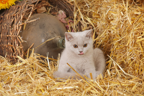 Britisch Kurzhaar, Kätzchen im Heu mit herausgestreckter Zunge, lizenzfreies Stockfoto