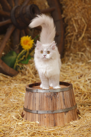 British Longhair, lilac-white kitten standing on tub stock photo