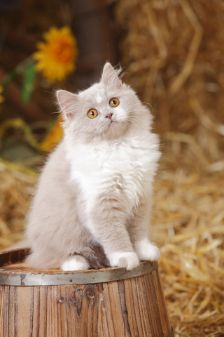 Britisch Langhaar, lila-weißes Kätzchen sitzt auf Wanne, lizenzfreies Stockfoto