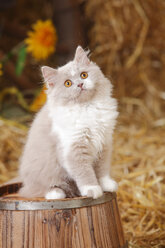 Britisch Langhaar, lila-weißes Kätzchen sitzt auf Wanne - HTF000097