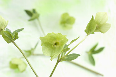 Helleborus niger flowers on textile, close up - ASF005102