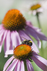Germany, Bavaria, View of coneflower, close up - CRF002470
