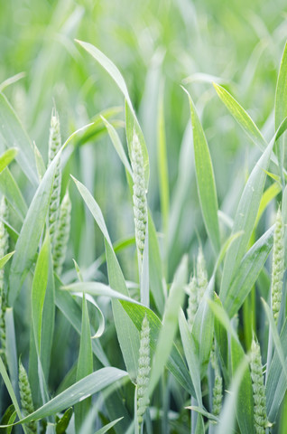 Germany, Baden Wuerttemberg, View of corn field stock photo