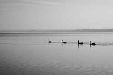 Germany, Bavaria, Swans in Lake Ammersee - DSC000100