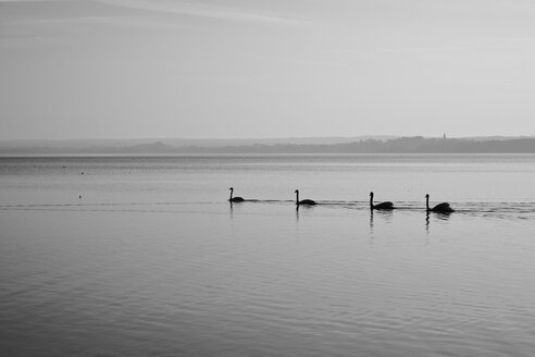 Deutschland, Bayern, Schwäne im Ammersee - DSC000100