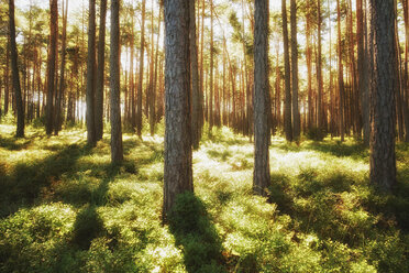 Germany, Bavaria, View of pine forest - DIKF000069