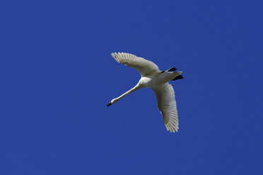 Deutschland, Schwan fliegt gegen bluesky - HOHF000221