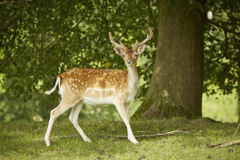 Deutschland, Bayern, Sikahirsch im Wald, lizenzfreies Stockfoto