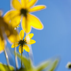 Deutschland, Nordrhein-Westfalen, Düsseldorf, Dünnblättrige Sonnenblume gegen blauen Himmel, Nahaufnahme - KJ000255