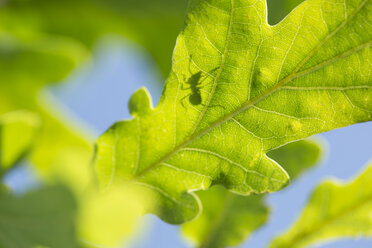 Germany, Bavaria, Ant silhouette on leaf, close up - STB000021