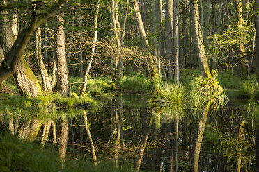 Deutschland, Blick auf das Naturschutzgebiet Moor - STB000020