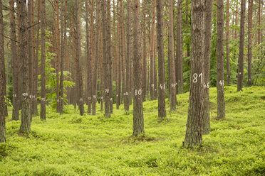 Germany, View of numbers on tree at spruce forest - STB000029