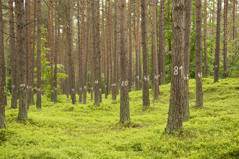 Deutschland, Blick auf Zahlen auf Baum im Fichtenwald - STB000029
