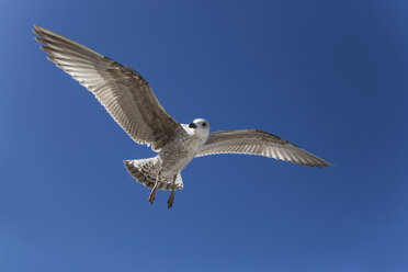 Deutschland, Möwe fliegt gegen blauen Himmel - STB000027