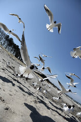 Deutschland, Mecklenburg-Vorpommern, Möwe fliegt gegen Strand - STB000028