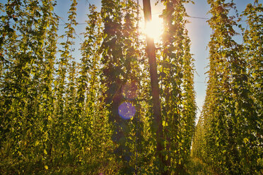 Germany, Bavaria, Nurnberg, Hops plantation - DIKF000071