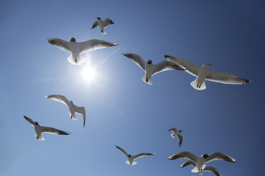 Deutschland, Möwe fliegt gegen blauen Himmel - STB000030