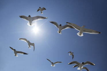 Germany, Seagull flying against blue sky - STB000030