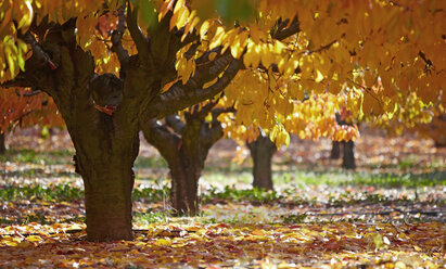 Frankreich, Kirschbaum im Herbst - DHL000054