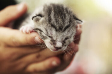 Germany, Bavaria, Girl holding kittten in hands, close up - STB000041