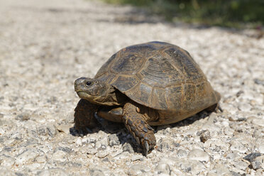 Türkei, Lykien, Spornschildkröte, Nahaufnahme - SIEF004341