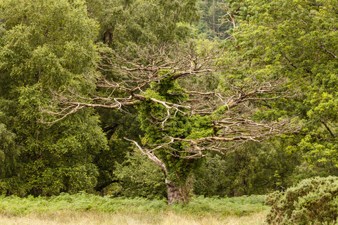 Irland, Baum im Killarney-Nationalpark, lizenzfreies Stockfoto