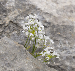 Türkei, Ägäis, Allium neapolitanum wächst auf Felsen - SIEF004329