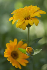 Germany, Bavaria, Marigold (Calendula officinalis) - CR002476