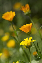 Germany, Bavaria, Marigold (Calendula officinalis) - CRF002475