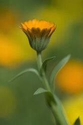 Deutschland, Bayern, Ringelblume (Calendula officinalis) - CRF002477