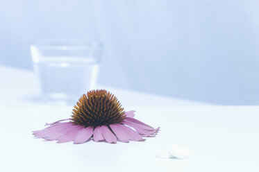 Echinacea-Blütenkopf mit einem Glas Wasser und Tabletten, Nahaufnahme - AS005134