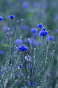 Deutschland, Baden-Württemberg, Brühl, blaues Kornblumenfeld - CZ000074