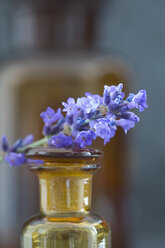 Lavendelzweig auf einer Braunglasflasche - ASF005138