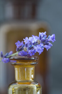 Twig of lavender on top of brown glass bottle - ASF005138