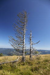 Deutschland, Baden-Württemberg, Schwarzwald, Belchen, Baum mit Spuren von saurem Regen - DHL000060