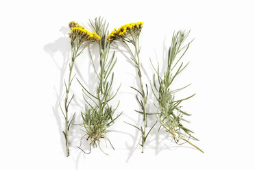 Currypflanze (Helichrysum italicum) - CSF019878