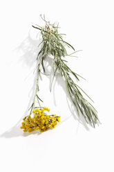 Currypflanze (Helichrysum italicum) - CSF019879